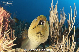 Close encounter with green moray 
Wall Dive Playa Santa ... by Pedro Padilla 